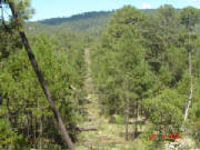 forestales9.jpg